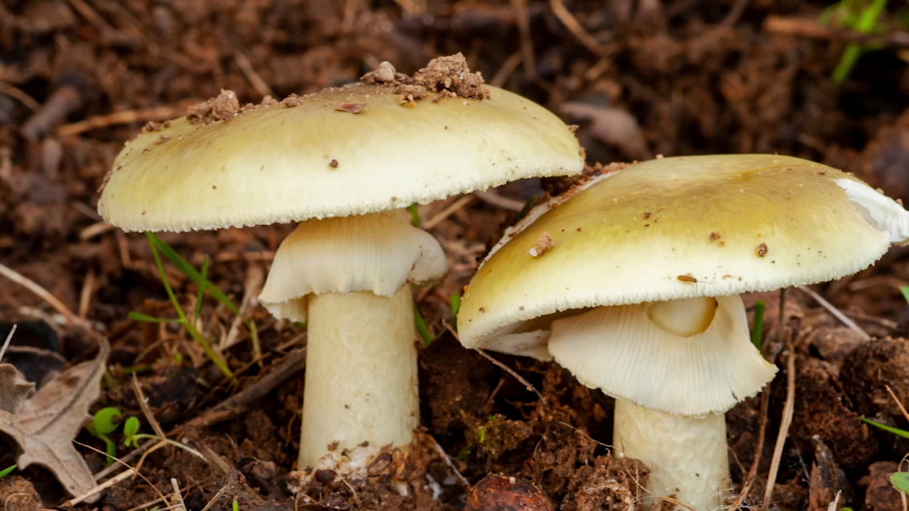 Death cap
